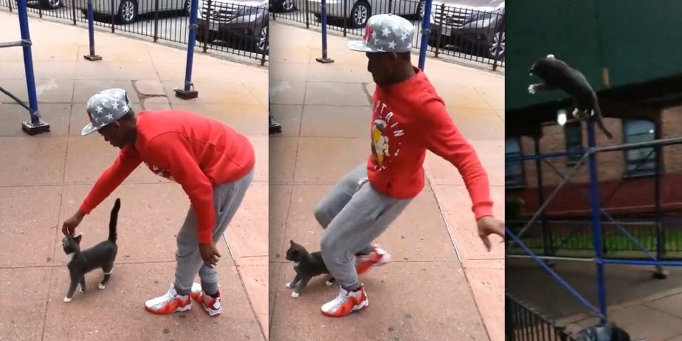 Εκσφενδονίζει μια γάτα στον αέρα και προκαλεί οργή -Ο δράστης εντοπίστηκε από χρήστες του Facebook και συνελήφθη [εικόνες&βίντεο] | iefimerida.gr 0