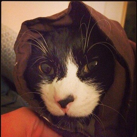 Η νέα τρέλα του instagram: Γάτες τυλιγμένες σαν τορτίγιες [εικόνες] | iefimerida.gr 0