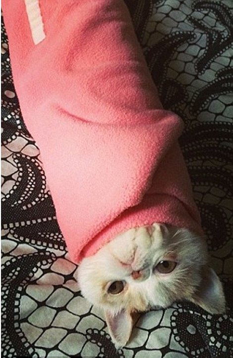 Η νέα τρέλα του instagram: Γάτες τυλιγμένες σαν τορτίγιες [εικόνες] | iefimerida.gr 1