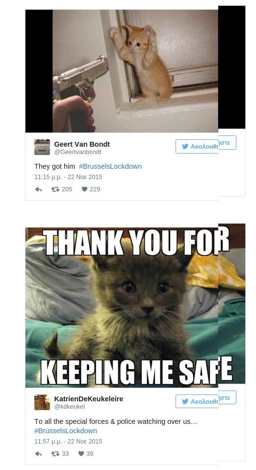 #BrusselsLockdown: Η απάντηση των Βέλγων στους τρομοκράτες -Ανέβασαν τις γάτες τους στο twitter [εικόνες]   | iefimerida.gr 0
