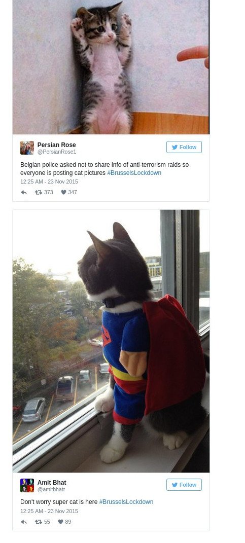 #BrusselsLockdown: Η απάντηση των Βέλγων στους τρομοκράτες -Ανέβασαν τις γάτες τους στο twitter [εικόνες]   | iefimerida.gr 1
