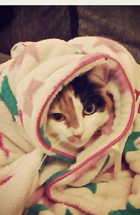 Η νέα τρέλα του instagram: Γάτες τυλιγμένες σαν τορτίγιες [εικόνες] | iefimerida.gr 2