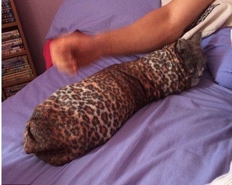 Η νέα τρέλα του instagram: Γάτες τυλιγμένες σαν τορτίγιες [εικόνες] | iefimerida.gr 3