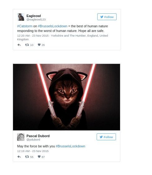 #BrusselsLockdown: Η απάντηση των Βέλγων στους τρομοκράτες -Ανέβασαν τις γάτες τους στο twitter [εικόνες]   | iefimerida.gr 2