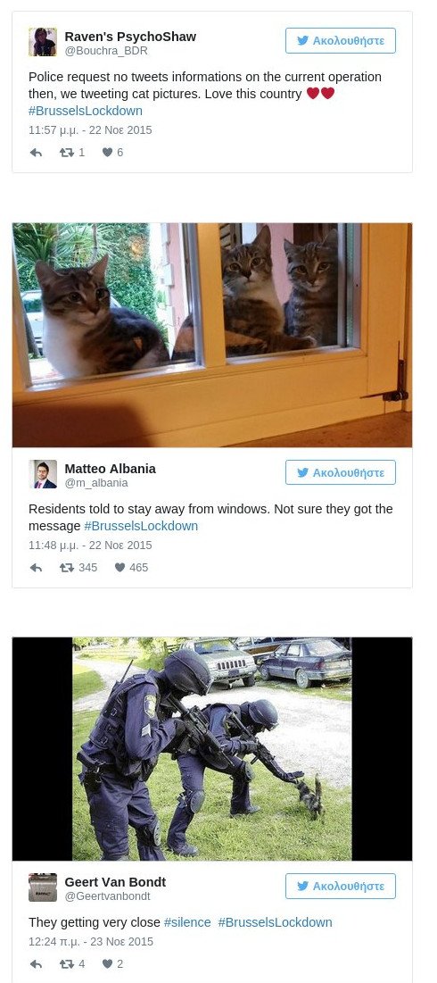 #BrusselsLockdown: Η απάντηση των Βέλγων στους τρομοκράτες -Ανέβασαν τις γάτες τους στο twitter [εικόνες]   | iefimerida.gr 3