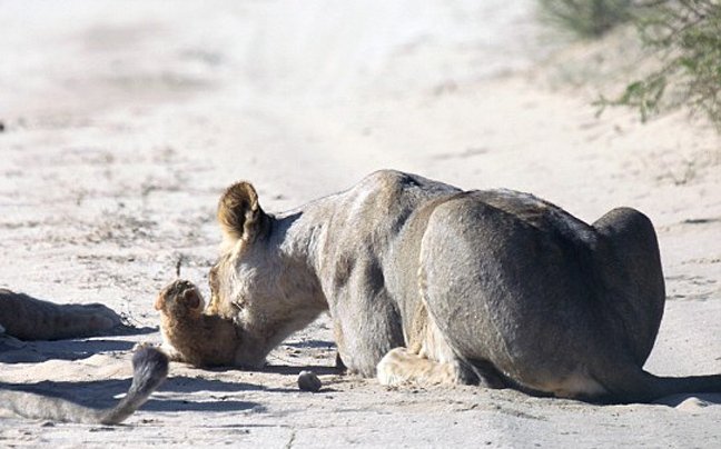 Μωρό αγριόγατα τα βάζει με κοπάδι λέαινες: Καρέ καρέ η εντυπωσιακή και άνιση μάχη [εικόνες] | iefimerida.gr 8
