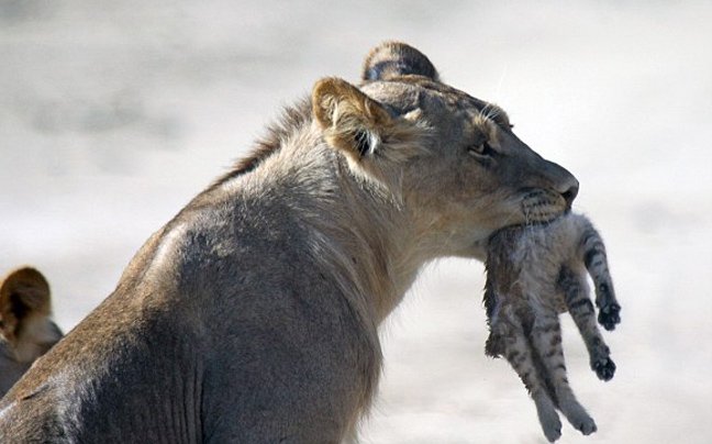 Μωρό αγριόγατα τα βάζει με κοπάδι λέαινες: Καρέ καρέ η εντυπωσιακή και άνιση μάχη [εικόνες] | iefimerida.gr 9