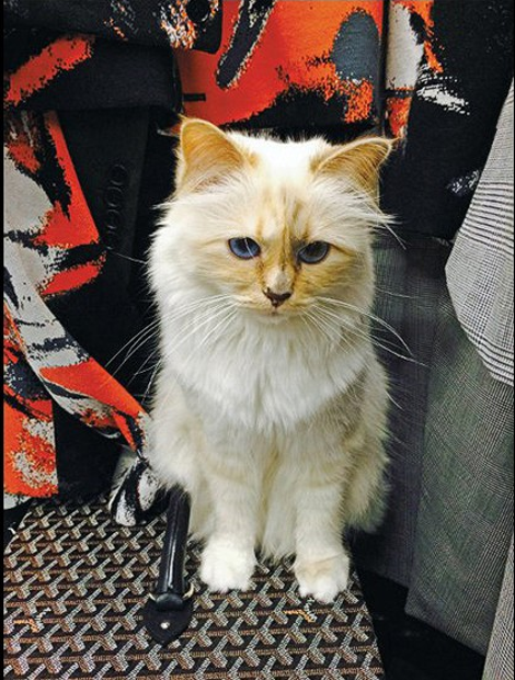 Ιδιωτικό τζετ, σωματοφύλακα, δύο υπηρεσίες και προσωπικό σεφ έχει η... γάτα του Λάγκερφελντ [εικόνες] | iefimerida.gr 0