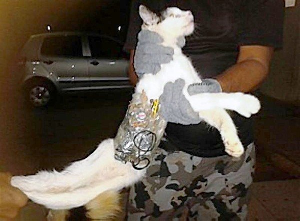 Συνέλαβαν γάτα που μπήκε στις φυλακές με... τρυπάνι για απόδραση [εικόνα] | iefimerida.gr 0