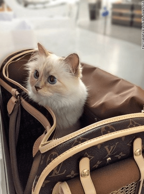 Ιδιωτικό τζετ, σωματοφύλακα, δύο υπηρεσίες και προσωπικό σεφ έχει η... γάτα του Λάγκερφελντ [εικόνες] | iefimerida.gr 1