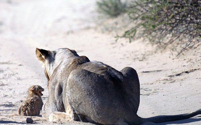 Μωρό αγριόγατα τα βάζει με κοπάδι λέαινες: Καρέ καρέ η εντυπωσιακή και άνιση μάχη [εικόνες] | iefimerida.gr 0