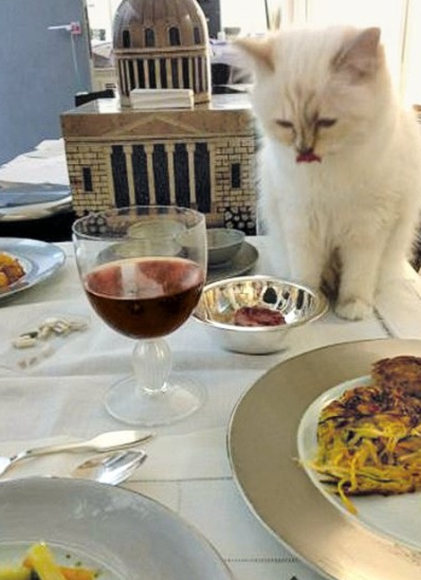 Ιδιωτικό τζετ, σωματοφύλακα, δύο υπηρεσίες και προσωπικό σεφ έχει η... γάτα του Λάγκερφελντ [εικόνες] | iefimerida.gr 2