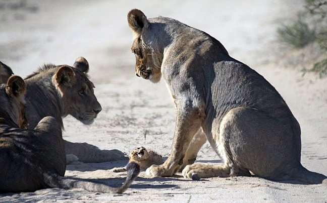 Μωρό αγριόγατα τα βάζει με κοπάδι λέαινες: Καρέ καρέ η εντυπωσιακή και άνιση μάχη [εικόνες] | iefimerida.gr 1