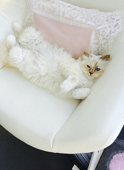 Ιδιωτικό τζετ, σωματοφύλακα, δύο υπηρεσίες και προσωπικό σεφ έχει η... γάτα του Λάγκερφελντ [εικόνες] | iefimerida.gr 3