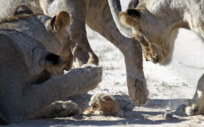 Μωρό αγριόγατα τα βάζει με κοπάδι λέαινες: Καρέ καρέ η εντυπωσιακή και άνιση μάχη [εικόνες] | iefimerida.gr 2