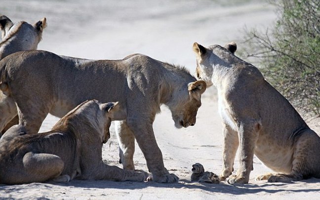 Μωρό αγριόγατα τα βάζει με κοπάδι λέαινες: Καρέ καρέ η εντυπωσιακή και άνιση μάχη [εικόνες] | iefimerida.gr 3