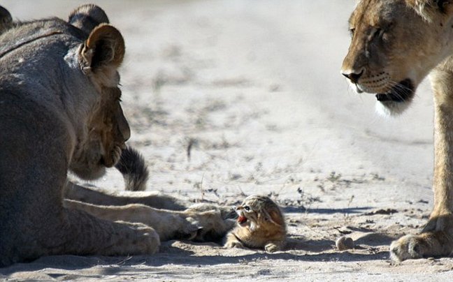 Μωρό αγριόγατα τα βάζει με κοπάδι λέαινες: Καρέ καρέ η εντυπωσιακή και άνιση μάχη [εικόνες] | iefimerida.gr 4