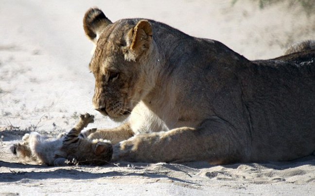 Μωρό αγριόγατα τα βάζει με κοπάδι λέαινες: Καρέ καρέ η εντυπωσιακή και άνιση μάχη [εικόνες] | iefimerida.gr 5