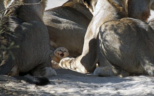 Μωρό αγριόγατα τα βάζει με κοπάδι λέαινες: Καρέ καρέ η εντυπωσιακή και άνιση μάχη [εικόνες] | iefimerida.gr 6