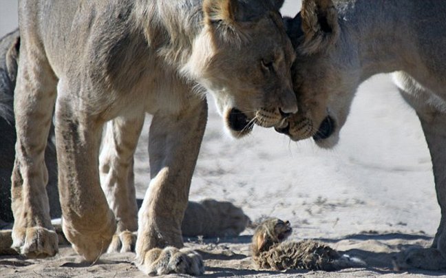 Μωρό αγριόγατα τα βάζει με κοπάδι λέαινες: Καρέ καρέ η εντυπωσιακή και άνιση μάχη [εικόνες] | iefimerida.gr 7