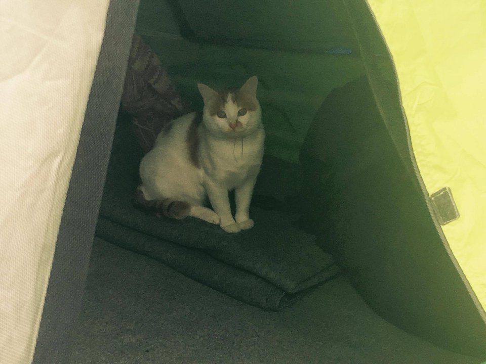 Γάτος πρόσφυγας στην Ειδομένη-Τον έφερε μαζί της σε μάρσιπο νεαρή από τη Συρία [εικόνες] | iefimerida.gr 0