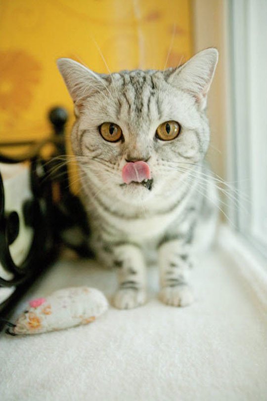 Απίστευτο: Εφτιαξαν ξενοδοχείο 5 αστέρων για... γάτες [εικόνες] | iefimerida.gr 4