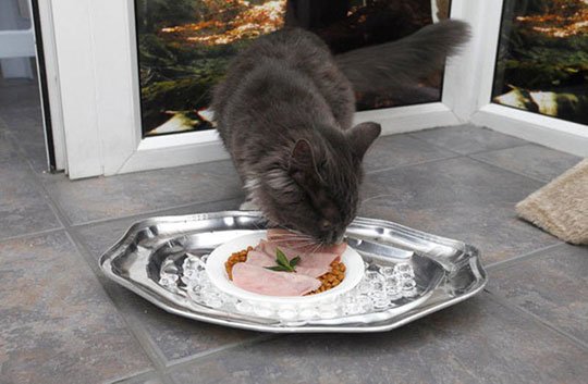 Απίστευτο: Εφτιαξαν ξενοδοχείο 5 αστέρων για... γάτες [εικόνες] | iefimerida.gr 7