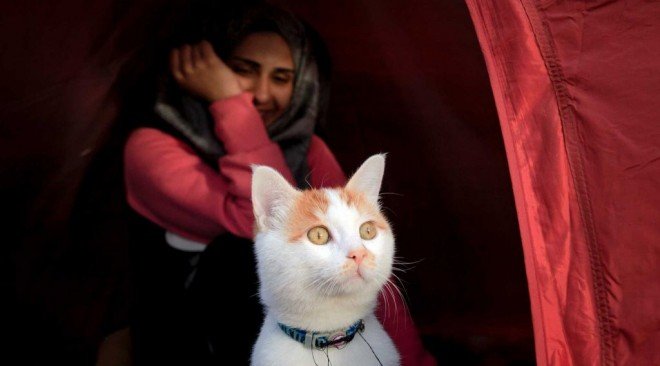Γάτος πρόσφυγας στην Ειδομένη-Τον έφερε μαζί της σε μάρσιπο νεαρή από τη Συρία [εικόνες] | iefimerida.gr 1