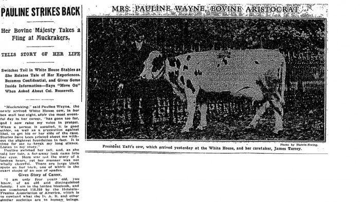 Γιατί η Washington Post επί χρόνια προσπαθούσε να πάρει συνέντευξη από μία αγελάδα [εικόνες] | iefimerida.gr 1