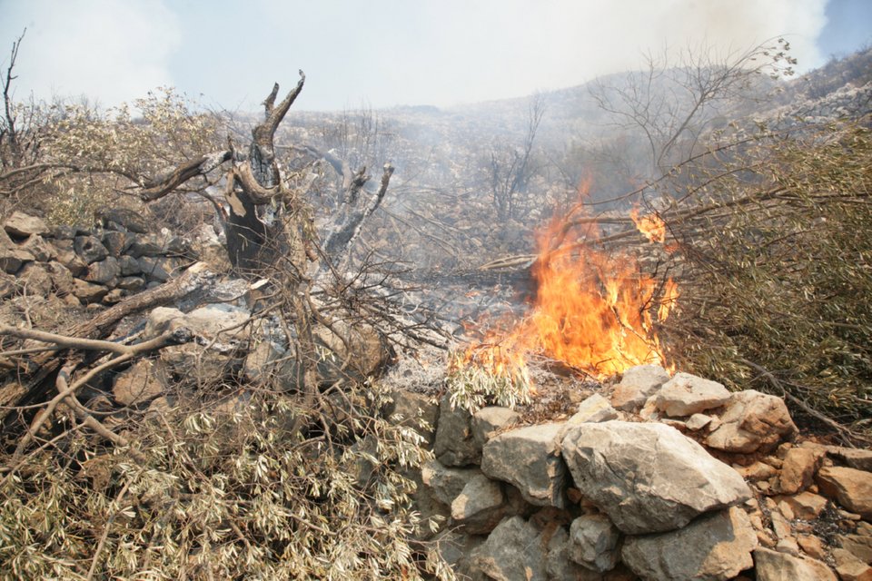 Εικόνες «Αποκάλυψης» στη Χίο μετά την καταστροφική πυρκαγιά -Θλιβερό τοπίο [εικόνες & βίντεο] | iefimerida.gr 7