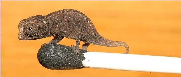 Βρέθηκε το μικρότερο ερπετό στον κόσμο [εικόνες] | iefimerida.gr 0