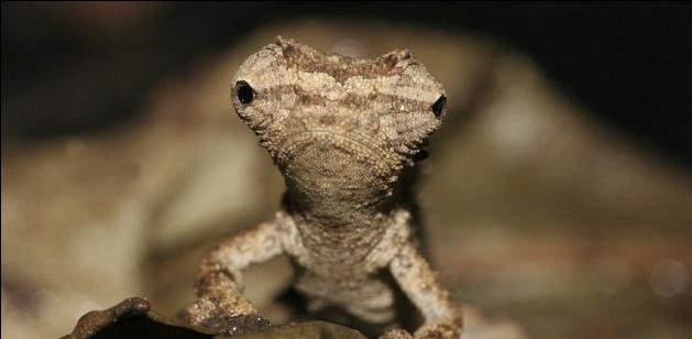 Βρέθηκε το μικρότερο ερπετό στον κόσμο [εικόνες] | iefimerida.gr 1