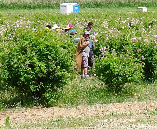 Εκεί που γίνεται το άρωμα Chanel No5 -Στα χωράφια με τα ροδοπέταλα [εικόνες] | iefimerida.gr 5