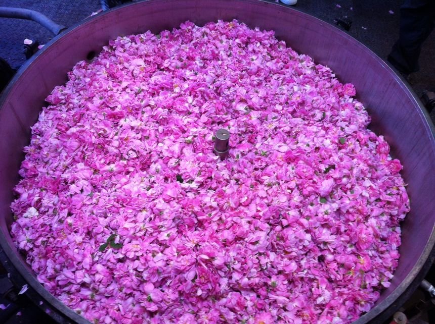 Εκεί που γίνεται το άρωμα Chanel No5 -Στα χωράφια με τα ροδοπέταλα [εικόνες] | iefimerida.gr 6