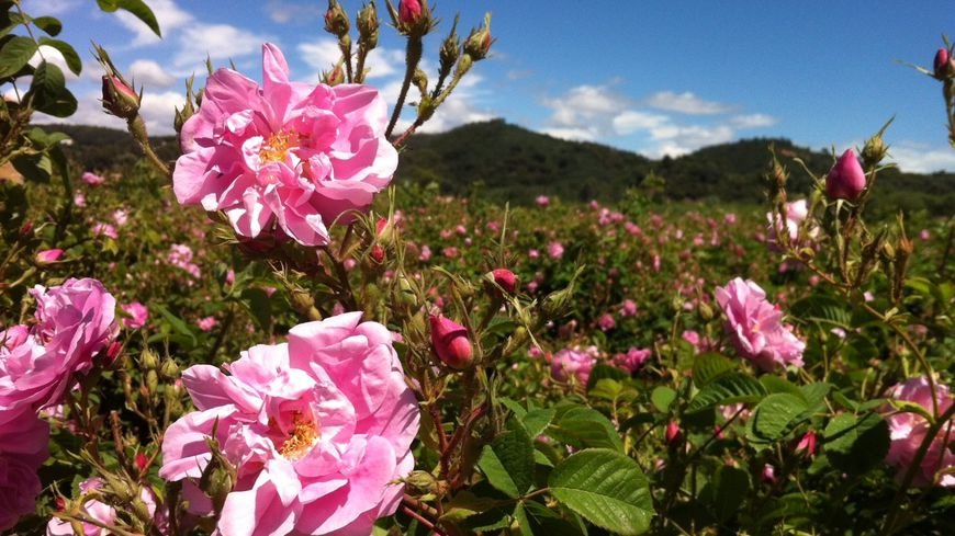 Εκεί που γίνεται το άρωμα Chanel No5 -Στα χωράφια με τα ροδοπέταλα [εικόνες] | iefimerida.gr 2