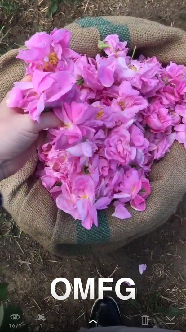 Εκεί που γίνεται το άρωμα Chanel No5 -Στα χωράφια με τα ροδοπέταλα [εικόνες] | iefimerida.gr 10