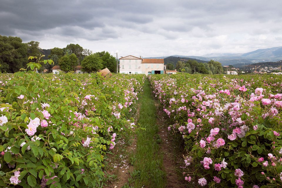 Εκεί που γίνεται το άρωμα Chanel No5 -Στα χωράφια με τα ροδοπέταλα [εικόνες] | iefimerida.gr 0