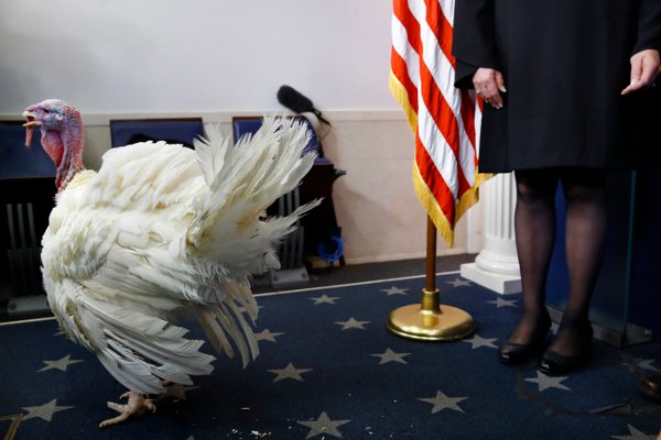 Ο Τραμπ τήρησε την παράδοση -Απένειμε χάρη σε γαλoπούλα [εικόνες & βίντεο]  | iefimerida.gr 0