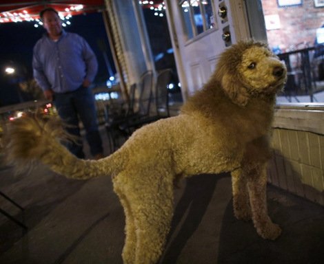 Ο σκύλος που όλοι νομίζουν ότι είναι... λιοντάρι [εικόνες] | iefimerida.gr 0