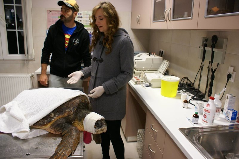 Κεφαλονιά: Διέσωσαν χελώνα που χτυπήθηκε με τρίαινα στο κεφάλι [εικόνες] | iefimerida.gr 5