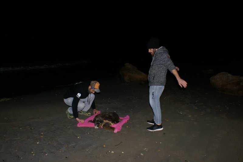 Κεφαλονιά: Διέσωσαν χελώνα που χτυπήθηκε με τρίαινα στο κεφάλι [εικόνες] | iefimerida.gr 4