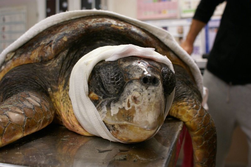 Κεφαλονιά: Διέσωσαν χελώνα που χτυπήθηκε με τρίαινα στο κεφάλι [εικόνες] | iefimerida.gr 3