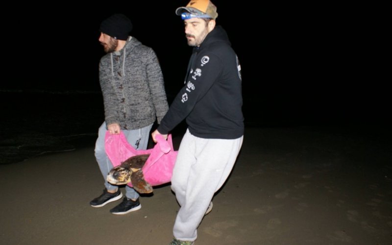 Κεφαλονιά: Διέσωσαν χελώνα που χτυπήθηκε με τρίαινα στο κεφάλι [εικόνες] | iefimerida.gr 0