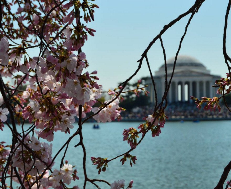 Cherry Βlossoms: Ανθισαν οι περίφημες κερασιές της Ουάσινγκτον -Στα ροζ η πόλη [εικόνες]  | iefimerida.gr 0