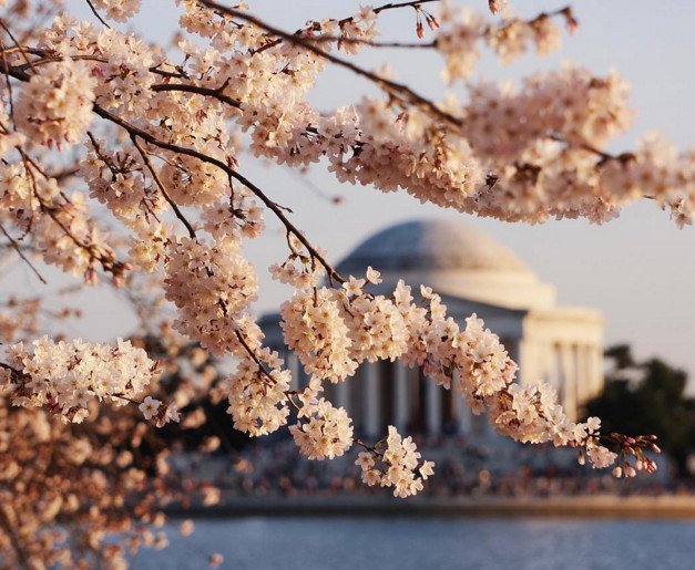 Cherry Βlossoms: Ανθισαν οι περίφημες κερασιές της Ουάσινγκτον -Στα ροζ η πόλη [εικόνες]  | iefimerida.gr 1