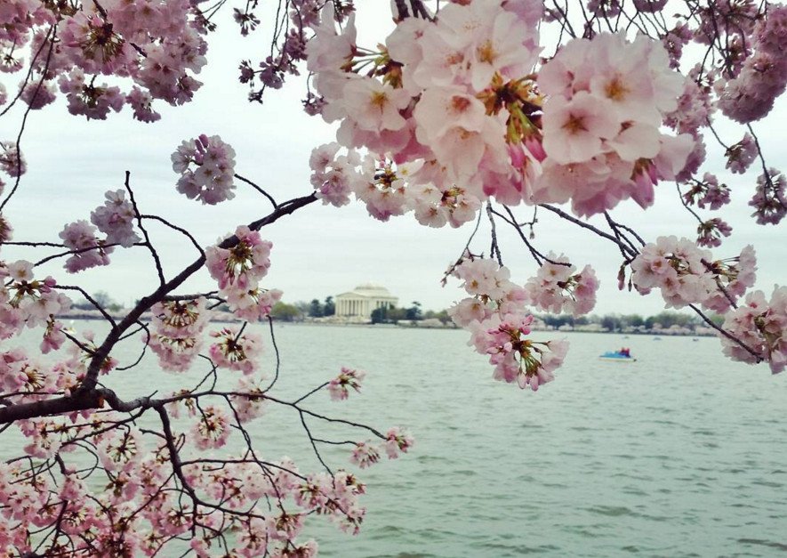 Cherry Βlossoms: Ανθισαν οι περίφημες κερασιές της Ουάσινγκτον -Στα ροζ η πόλη [εικόνες]  | iefimerida.gr 10
