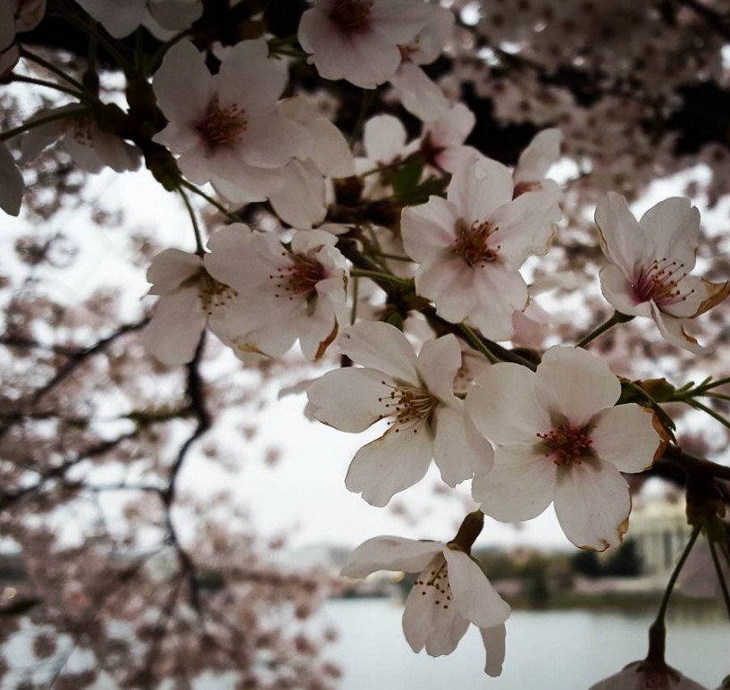 Cherry Βlossoms: Ανθισαν οι περίφημες κερασιές της Ουάσινγκτον -Στα ροζ η πόλη [εικόνες]  | iefimerida.gr 11