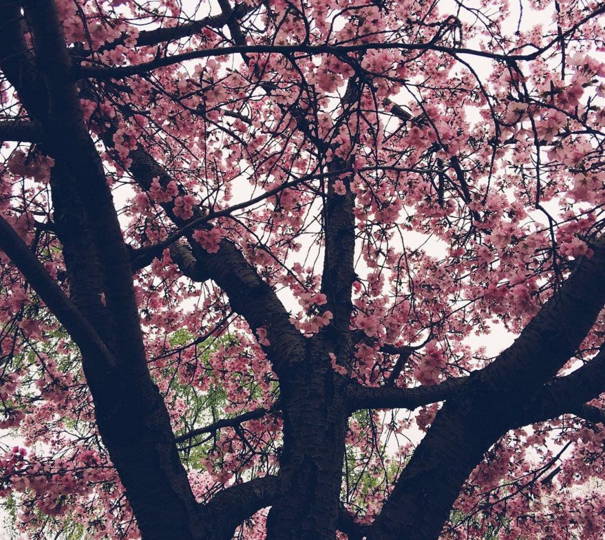 Cherry Βlossoms: Ανθισαν οι περίφημες κερασιές της Ουάσινγκτον -Στα ροζ η πόλη [εικόνες]  | iefimerida.gr 12