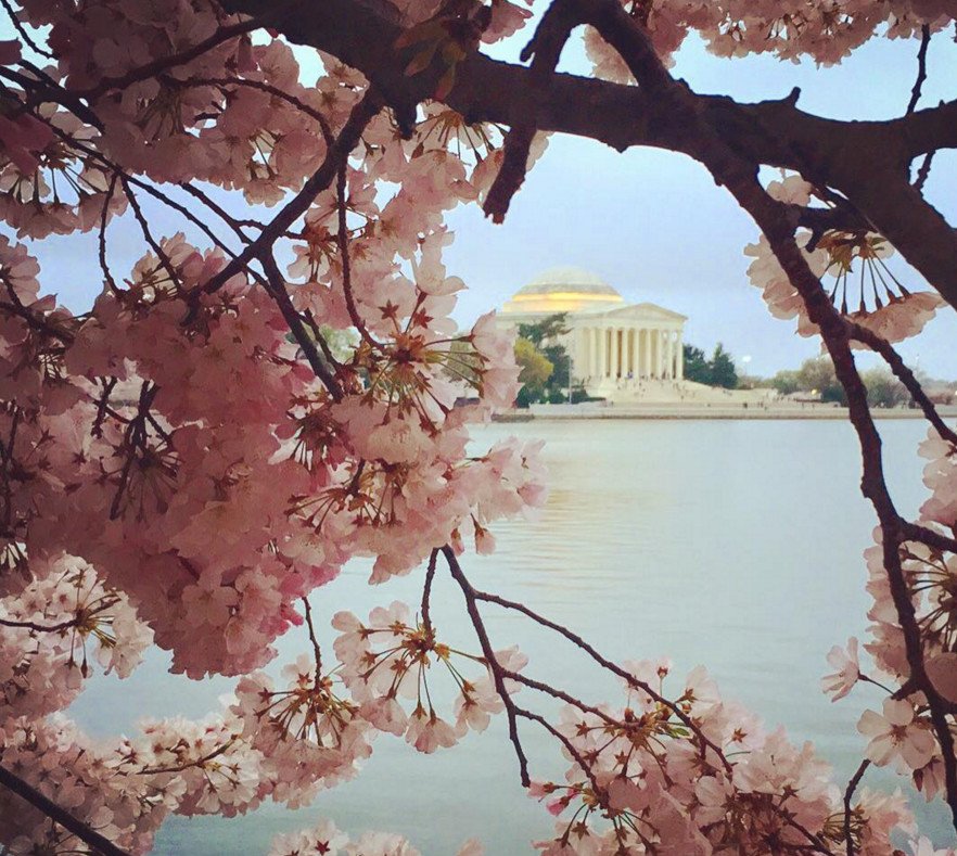 Cherry Βlossoms: Ανθισαν οι περίφημες κερασιές της Ουάσινγκτον -Στα ροζ η πόλη [εικόνες]  | iefimerida.gr 13
