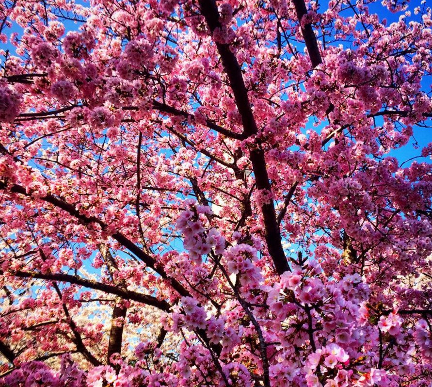 Cherry Βlossoms: Ανθισαν οι περίφημες κερασιές της Ουάσινγκτον -Στα ροζ η πόλη [εικόνες]  | iefimerida.gr 14